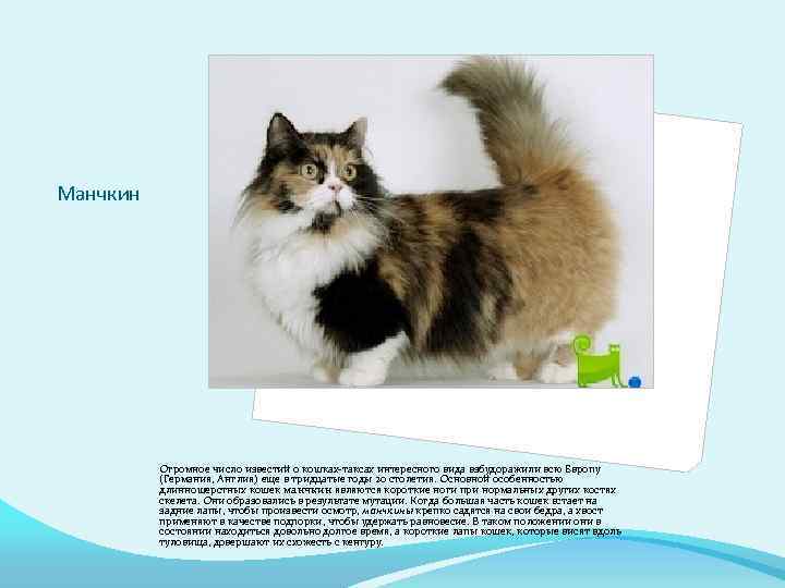 Манчкин Огромное число известий о кошках-таксах интересного вида взбудоражили всю Европу (Германия, Англия) еще