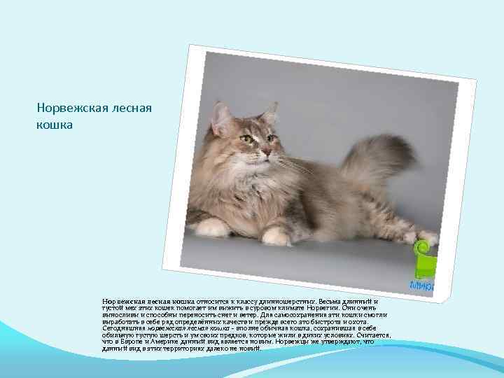 Норвежская лесная кошка относится к классу длинношерстных. Весьма длинный и густой мех этих кошек