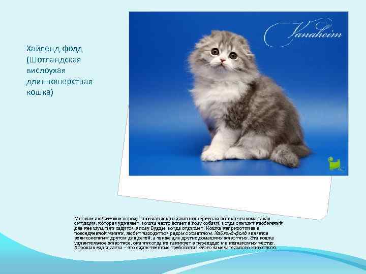 Хайленд-фолд (Шотландская вислоухая длинношерстная кошка) Многим любителям породы шотландская длинношерстная кошка знакома такая ситуация,