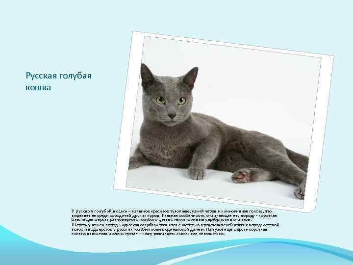 Рассмотрите фотографию серой кошки выберите характеристики соответствующие внешнему строению кошки