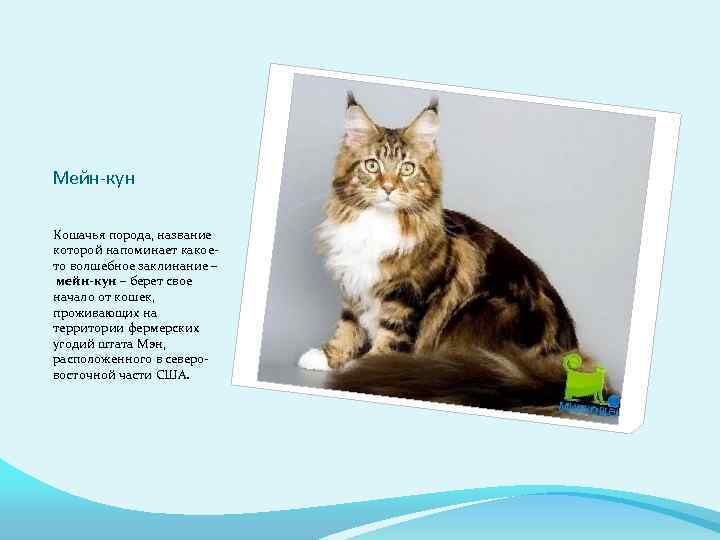 Мейн-кун Кошачья порода, название которой напоминает какоето волшебное заклинание – мейн-кун – берет свое