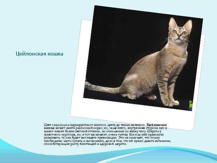 Цейлонская кошка Цвет глаз кошки варьируется от желтого цвета до темно-зеленого. Цейлонская кошка может
