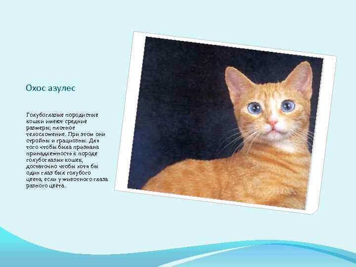 Охос азулес Голубоглазые породистые кошки имеют средние размеры, плотное телосложение. При этом они стройны
