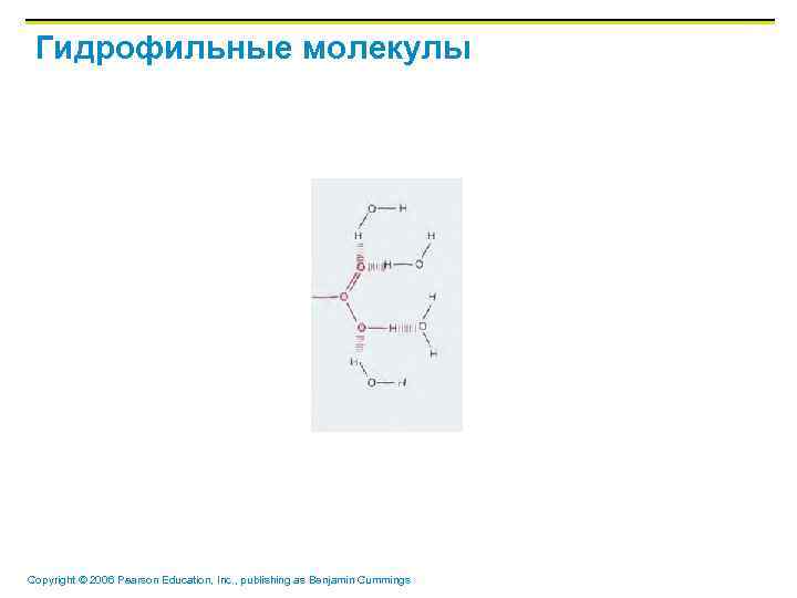 Гидрофильные молекулы Copyright © 2006 Pearson Education, Inc. , publishing as Benjamin Cummings 