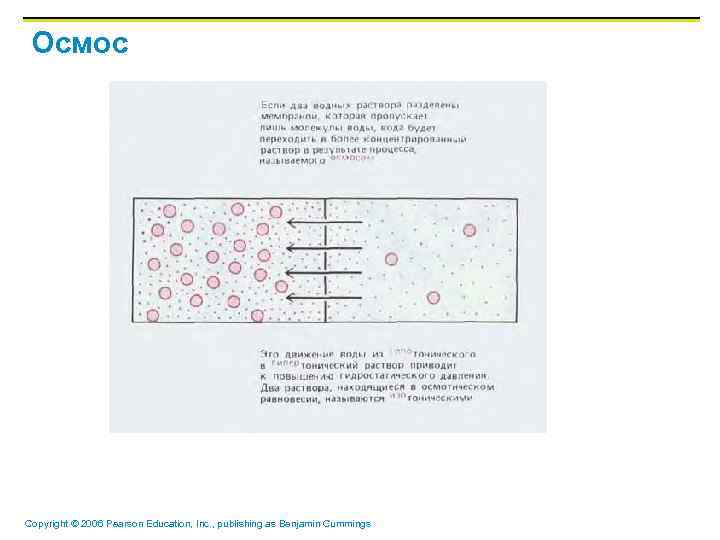 Осмос Copyright © 2006 Pearson Education, Inc. , publishing as Benjamin Cummings 