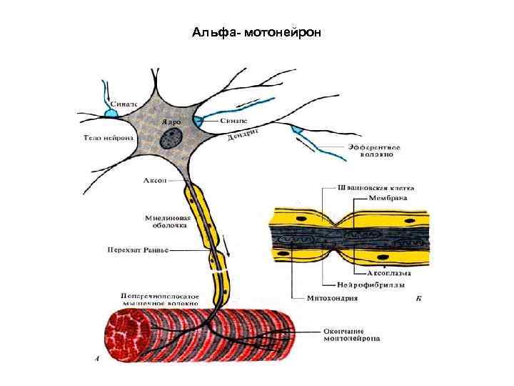 Альфа- мотонейрон 