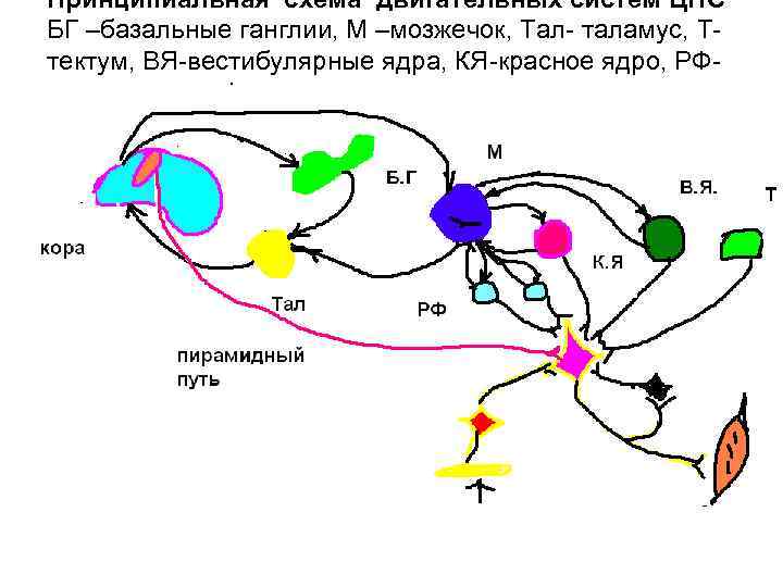 Принципиальная схема двигательных систем ЦНС БГ –базальные ганглии, М –мозжечок, Тал таламус, Т тектум,