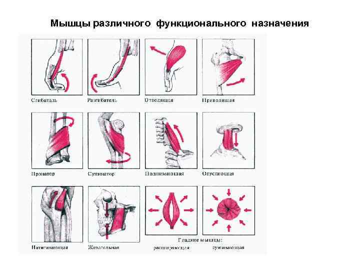 Мышцы разных. Мышцы различных функционального назначения. Функциональное Назначение мышц. Рассмотрите рисунок мышцы различного функционального назначения. Мышцы разным функциональным группам.