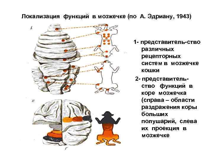 Локализация функций в мозжечке (по А. Эдриану, 1943) 1 - представитель-ство различных рецепторных систем