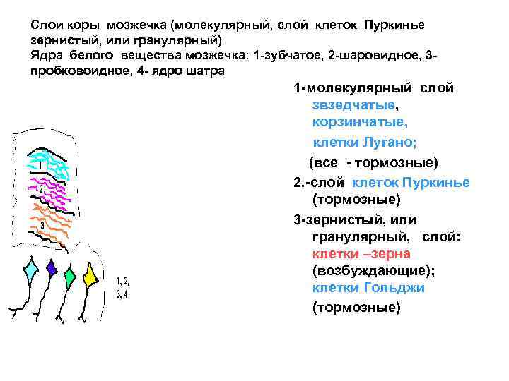 Слои коры мозжечка (молекулярный, слой клеток Пуркинье зернистый, или гранулярный) Ядра белого вещества мозжечка: