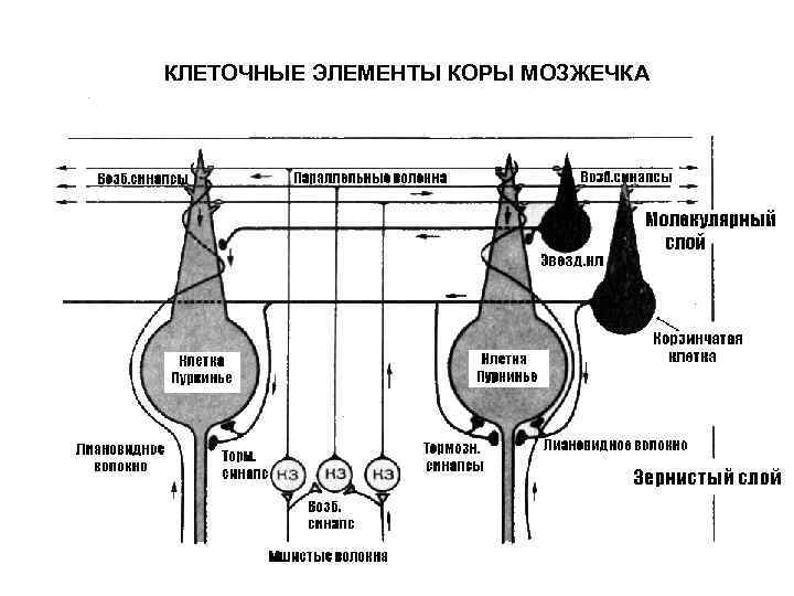 КЛЕТОЧНЫЕ ЭЛЕМЕНТЫ КОРЫ МОЗЖЕЧКА 