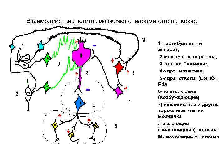 Взаимодействие клеток мозжечка с ядрами ствола мозга • • • 1 -вестибулярный аппарат, 2