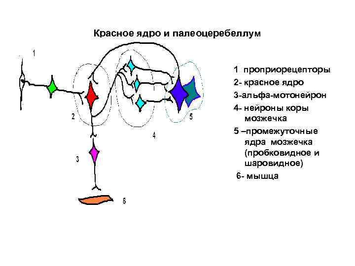Красное ядро и палеоцеребеллум 1 проприорецепторы 2 - красное ядро 3 -альфа-мотонейрон 4 -