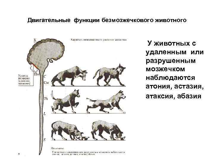 Двигательные функции безмозжечкового животного У животных с удаленным или разрушенным мозжечком наблюдаются атония, астазия,
