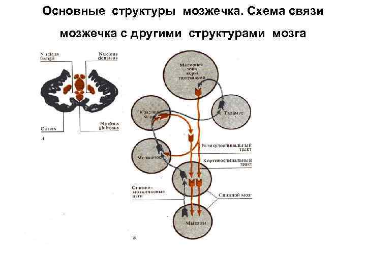 Основные структуры мозжечка. Схема связи мозжечка с другими структурами мозга 
