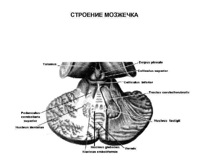 СТРОЕНИЕ МОЗЖЕЧКА 
