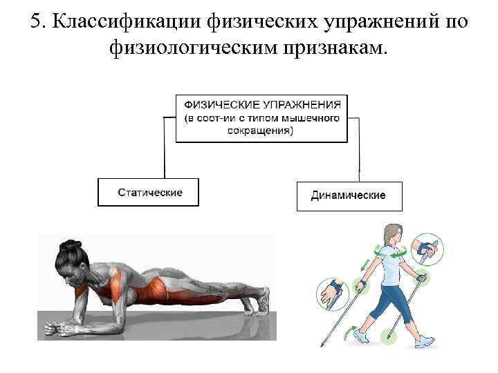 Выделяют следующие механизмы действия физических упражнений. Физиологическая классификация физических упражнений кратко. Физиологическая характеристика физических упражнений. Физиологические принципы классификации физических упражнений. Классификация физических упражнений (по т.и. Осокиной).