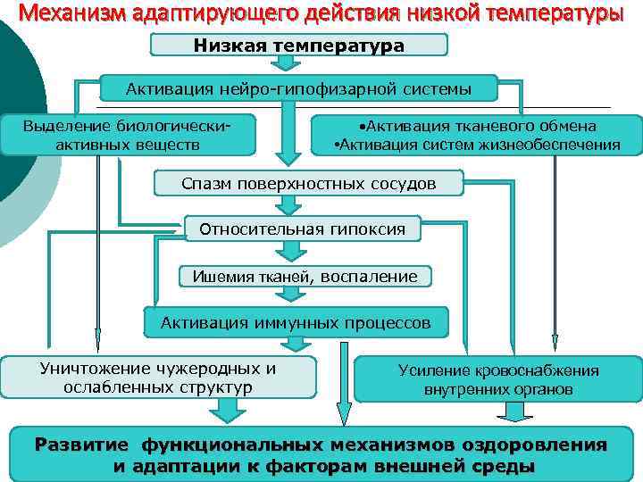 Механизм адаптирующего действия низкой температуры Низкая температура Активация нейро-гипофизарной системы Выделение биологическиактивных веществ •