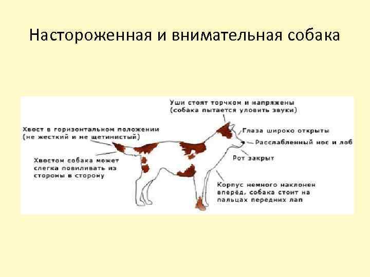 Настороженная и внимательная собака 