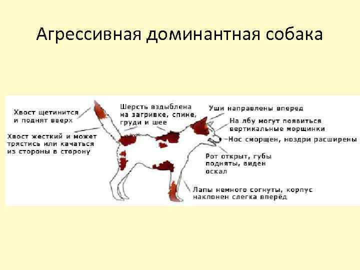 Агрессивная доминантная собака 