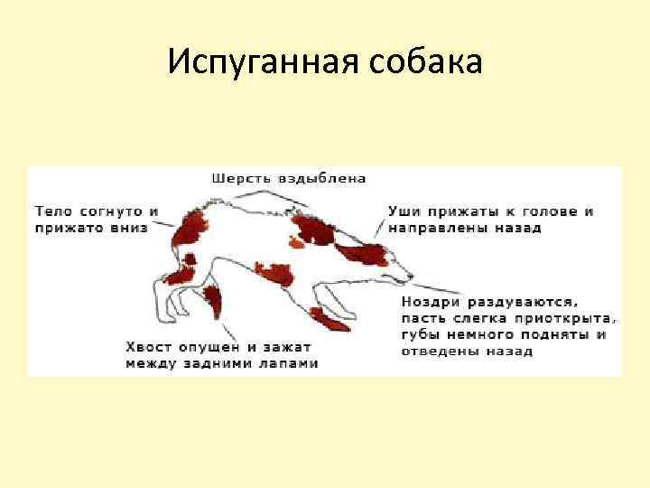 Испуганная собака 