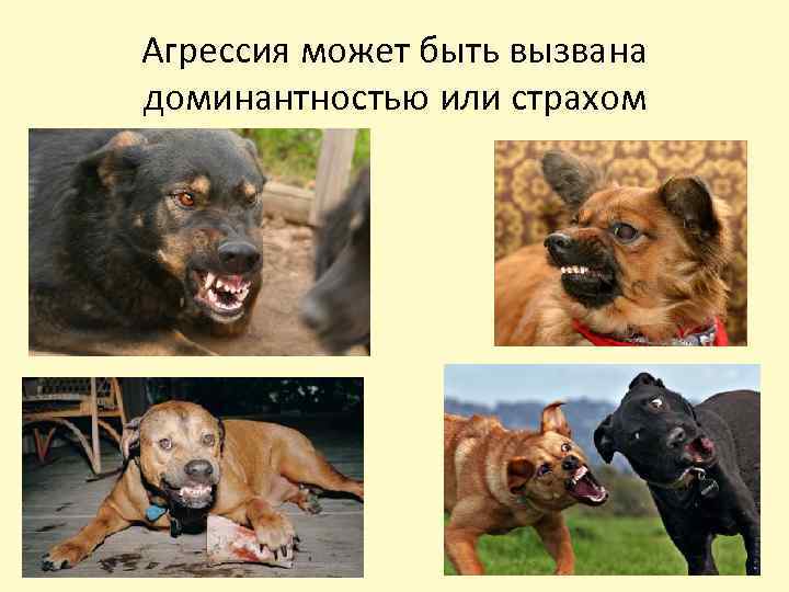 Агрессия может быть вызвана доминантностью или страхом 
