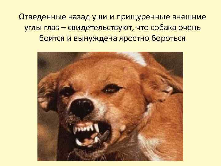 Отведенные назад уши и прищуренные внешние углы глаз – свидетельствуют, что собака очень боится