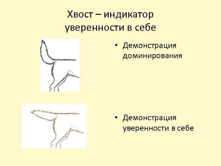 Хвост – индикатор уверенности в себе • Демонстрация доминирования • Демонстрация уверенности в себе