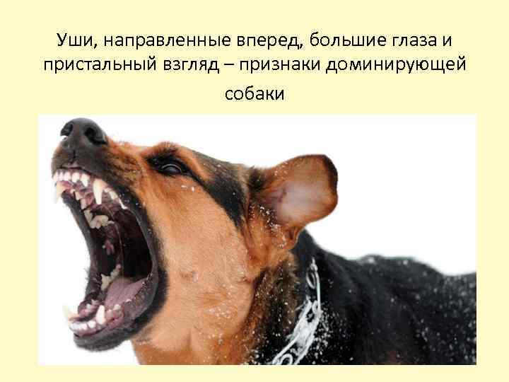 Уши, направленные вперед, большие глаза и пристальный взгляд – признаки доминирующей собаки 