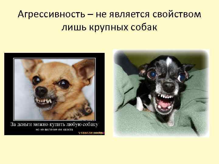Агрессивность – не является свойством лишь крупных собак 