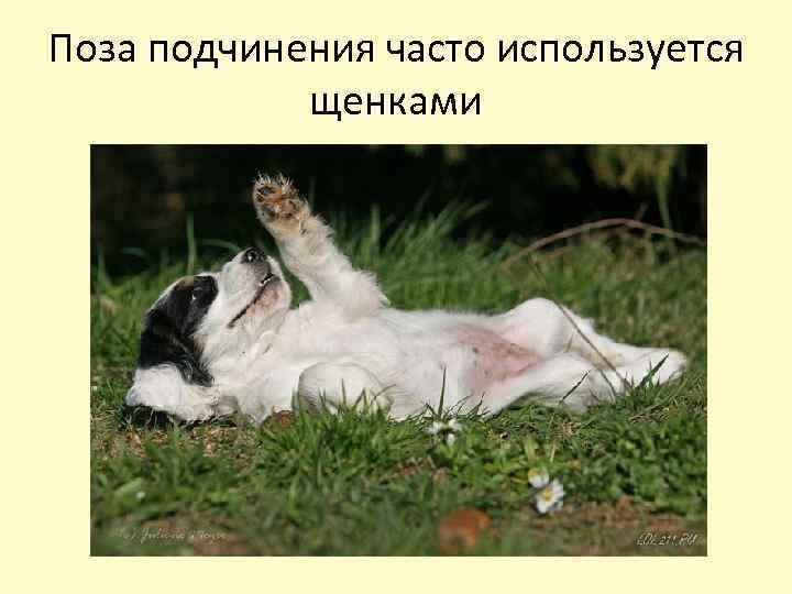 Поза подчинения часто используется щенками 
