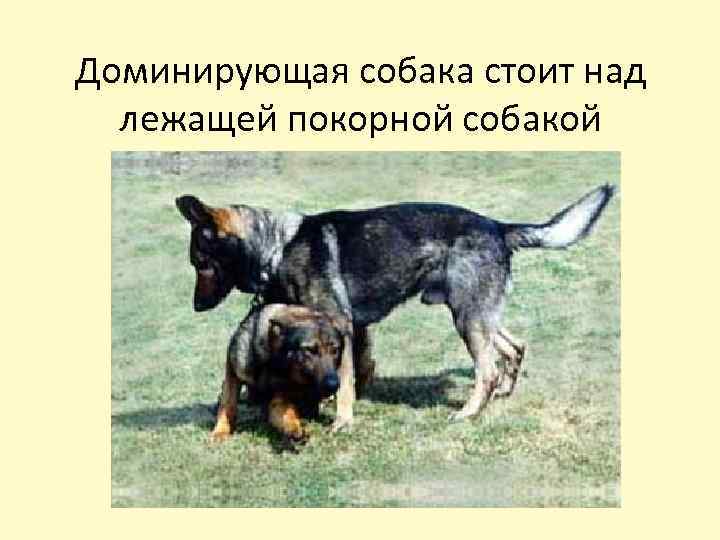 Доминирующая собака стоит над лежащей покорной собакой 