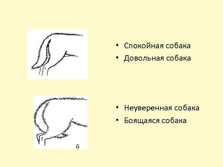 Как нарисовать хвост собаки