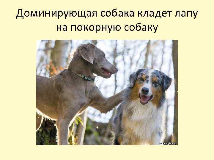 Доминирующая собака кладет лапу на покорную собаку 