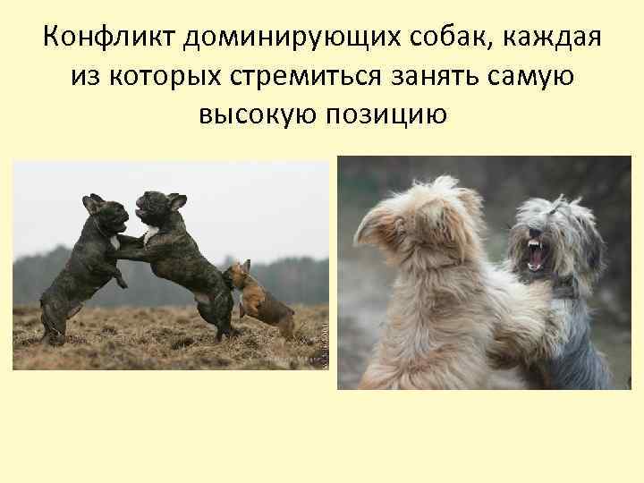 Конфликт доминирующих собак, каждая из которых стремиться занять самую высокую позицию 