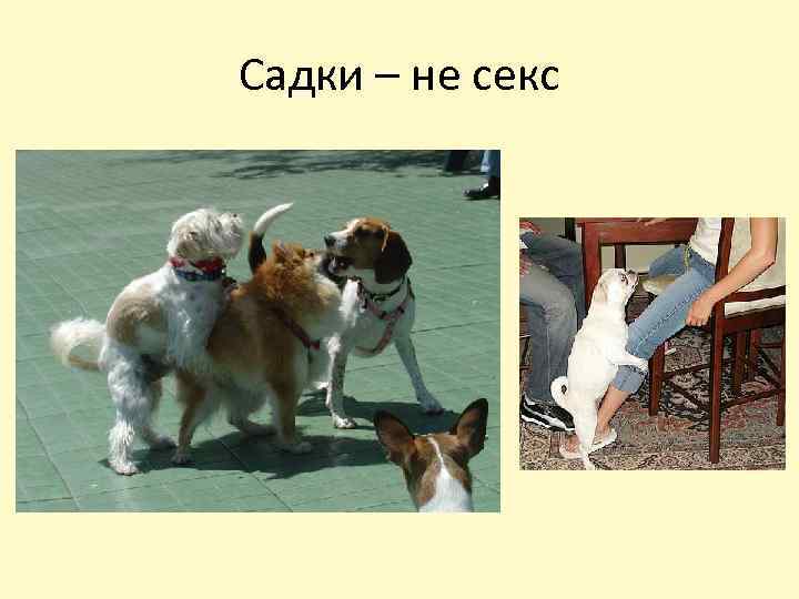 Садки – не секс 