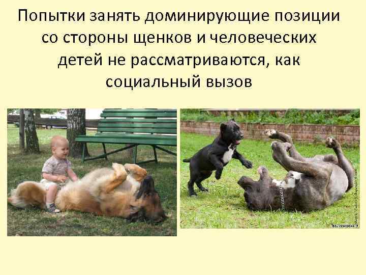 Попытки занять доминирующие позиции со стороны щенков и человеческих детей не рассматриваются, как социальный