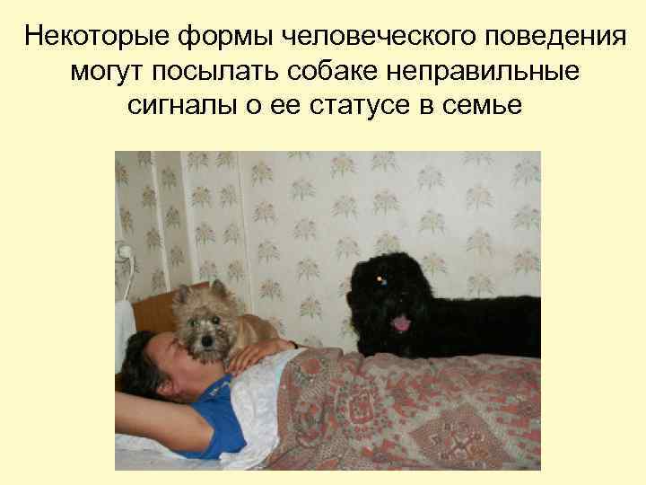 Некоторые формы человеческого поведения могут посылать собаке неправильные сигналы о ее статусе в семье