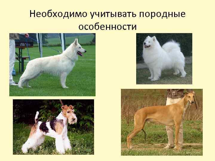 Необходимо учитывать породные особенности 