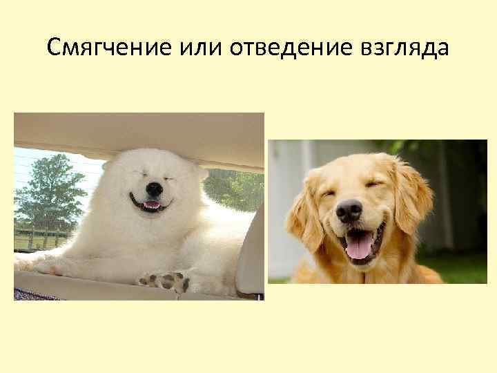 Смягчение или отведение взгляда 