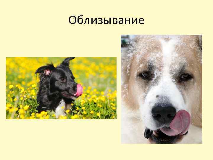 Облизывание 