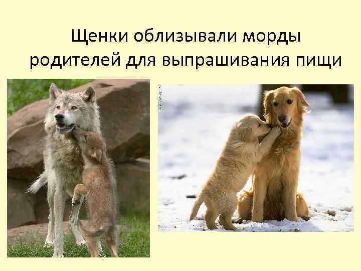 Щенки облизывали морды родителей для выпрашивания пищи 