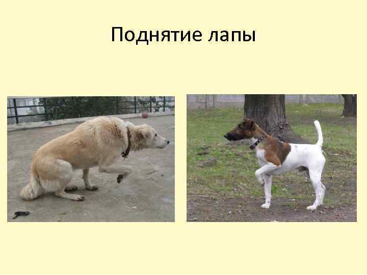 Поднятие лапы 
