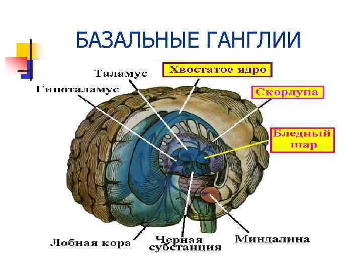 БАЗАЛЬНЫЕ ГАНГЛИИ 