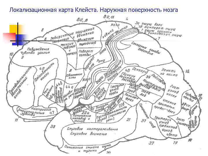 Локализационная карта Клейста. Наружная поверхность мозга 