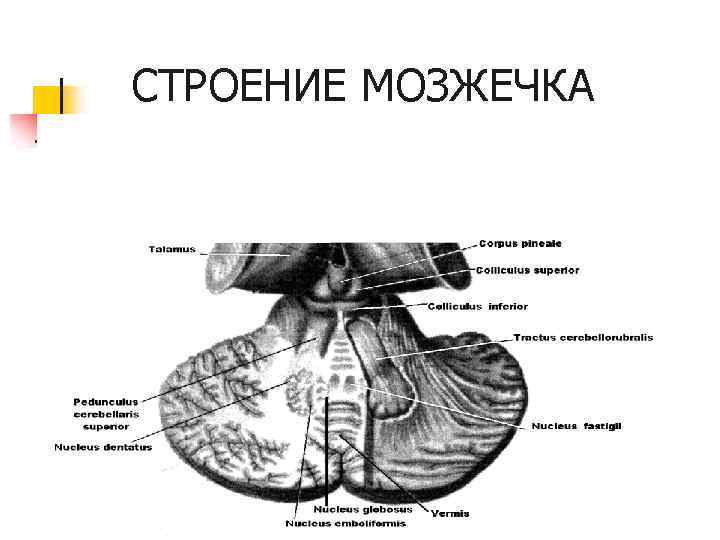 СТРОЕНИЕ МОЗЖЕЧКА 