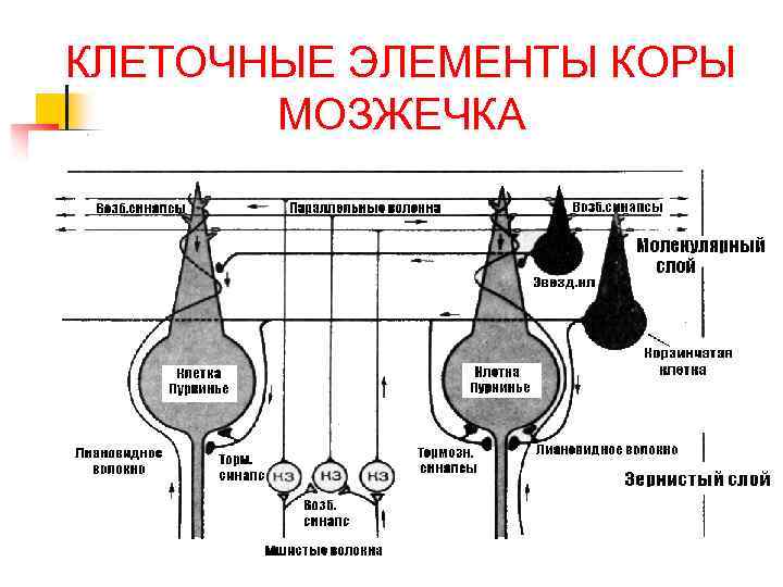 КЛЕТОЧНЫЕ ЭЛЕМЕНТЫ КОРЫ МОЗЖЕЧКА 