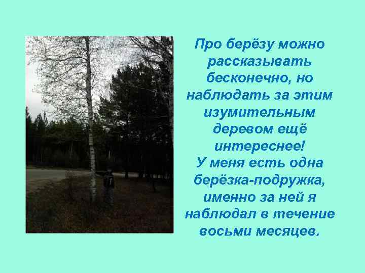 Про берёзу можно рассказывать бесконечно, но наблюдать за этим изумительным деревом ещё интереснее! У