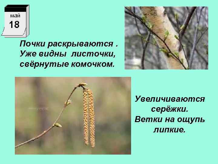 май 18 Почки раскрываются. Уже видны листочки, свёрнутые комочком. Увеличиваются серёжки. Ветки на ощупь