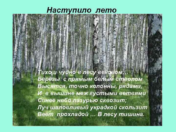 Наступило лето Тихо и чудно в лесу вековом… Берёзы с прямым белым стволом Высятся,